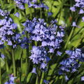 Spanisches Hasenglckchen blau (Hyacinthoides hispanica blau)