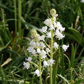 Spanisches Hasenglckchen 'Alba Maxima', Hyacinthoides hispanica 'Alba Maxima'