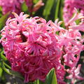 Hyazinthe 'Pink Pearl' (Hyacinthus 'Pink Pearl')