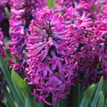 Hyazinthe 'Woodstock' (Hyacinthus 'Woodstock'