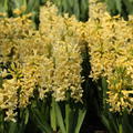 Hyazinthe 'Yellow Queen' (Hyacinthus 'Yellow Queen')