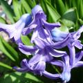 Hyazinthe 'Blue Jacket', Hyacinthus 'Blue Jacket'