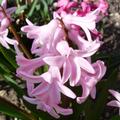Hyazinthe 'Pink Pearl', Hyacinthus 'Pink Pearl'