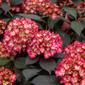 Hydrangea macrophylla Eclipse, Bauernhortensie, Kordes