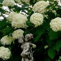 Hydrangea arborescens 'Annabelle', Hortensie Annabelle, Lubera