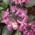 Hydrangea macrophylla 'Dark Angel'