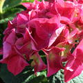 Hydrangea macrophylla 'Everbloom Red Wonder'