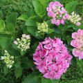 Hydrangea macrophylla 'Hovaria Hobergine' 