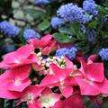 Hydrangea macrophylla 'Kardinal'