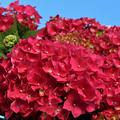 Hydrangea macrophylla 'Leuchtfeuer'