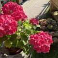 Hydrangea macrophylla 'Leuchtfeuer', Hydrangea macrophylla 'Leuchtfeuer'