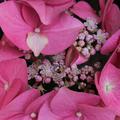 Hydrangea macrophylla 'Messalina'