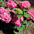 Hydrangea macrophylla 'Rosita'