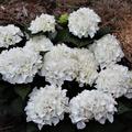 Hydrangea macrrophylla 'Everbloom White Wonder' 