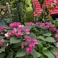 Hortensie, Kleinwchsige Gartenhortensie 'Cotton Candy', Hydrangea serrata 'Cotton Candy'