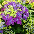 Hortensie, Tellerhortensie 'Curly Sparkle Blue Purple'