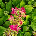 Hortensie, Tellerhortensie 'Curly Sparkle Hot Pink'