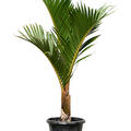 Hyophorbe verschaffeltii (150-180), Stamm, im 40cm Topf, Hhe 165cm, Breite 100cm