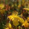 Hypericum polyphyllum 'Grandiflorum'