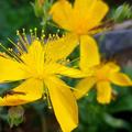 Hypericum polyphyllum 'Grandiflorum', Hypericum polyphyllum 'Grandiflorum'