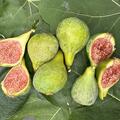 Feige, Ficus carica 'Isi d'Oro'