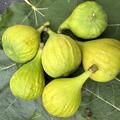 Feige, Ficus carica 'Selma weiss'