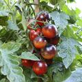 Open Sky, Freilandtomate, Happyblack, schwarze Tomate
