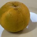 USA 119, Pomelo Duncan x Poncirus x Orange Succory, Citrus, Zitrus, Frucht
