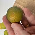 Citandarin Changsha, Citrus, Zitrus, Frucht