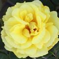 Kletterrose Golden Showers