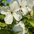 Clematis 'Maria Cornelia', Blte (schlechte Auflsung)