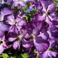 Clematis 'Super Nova', Blte (schlechte Auflsung)