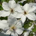 Clematis 'White Pearl', Blte (schlechte Auflsung)