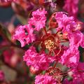 Lagerstroemia, Kreppmyrte 'With Love Kiss'
