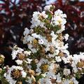 Lagerstroemia, Kreppmyrte 'With Love Virgin'