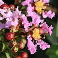 Lagerstroemia, Kreppmyrte 'With Love Babe'