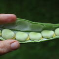 Dicke Bohnen, Vicia faba im Hochbeetgarten im Juni und Juli 2026