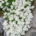 Iberis sempervirens, Immergrne Schleifenblume