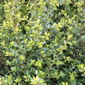 Buchsblttriger Ilex