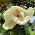 Immergrne Magnolie 'Goliath', Magnolia grandiflora 'Goliath'