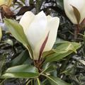 Magnolie grandiflora