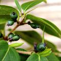 Immergrnes Geissblatt (Lonicera henryi)