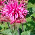 Indianernessel 'Beauty of Cobham', Monarda fistulosa 'Beauty of Cobham'