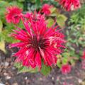 Indianernessel 'Bee Happy' (S) , Monarda fistulosa 'Bee Happy' (S)