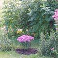 Indianernessel 'Prrienacht' , Monarda fistulosa 'Prrienacht'
