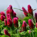 Inkarnatklee, Trifolium incarnatum