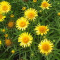 Inula ensifolia (gen)