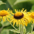 Inula magnifica