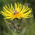 Inula helenium