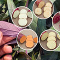 Selbstversorgerset All in one, Sugaroot Ssskartoffeln Yellow, White, Chestnut, Purple und Orange